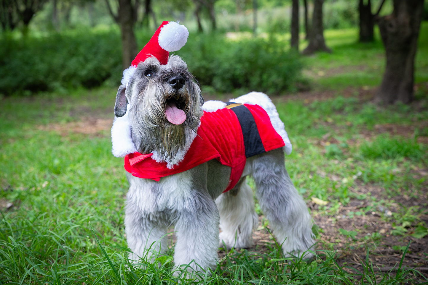 Fotografía de mascotas en cdmx