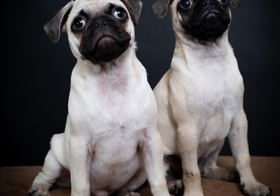 Sesión de mascotas en estudio