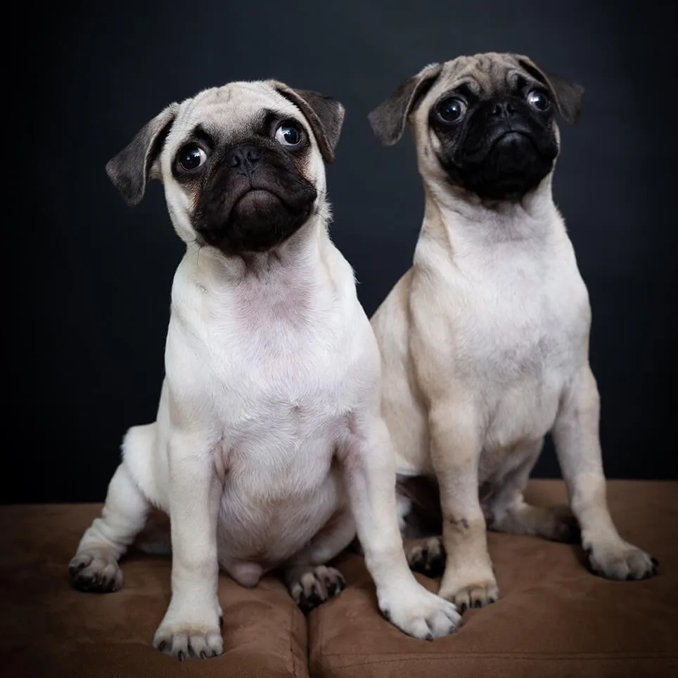 Sesión de mascotas en estudio