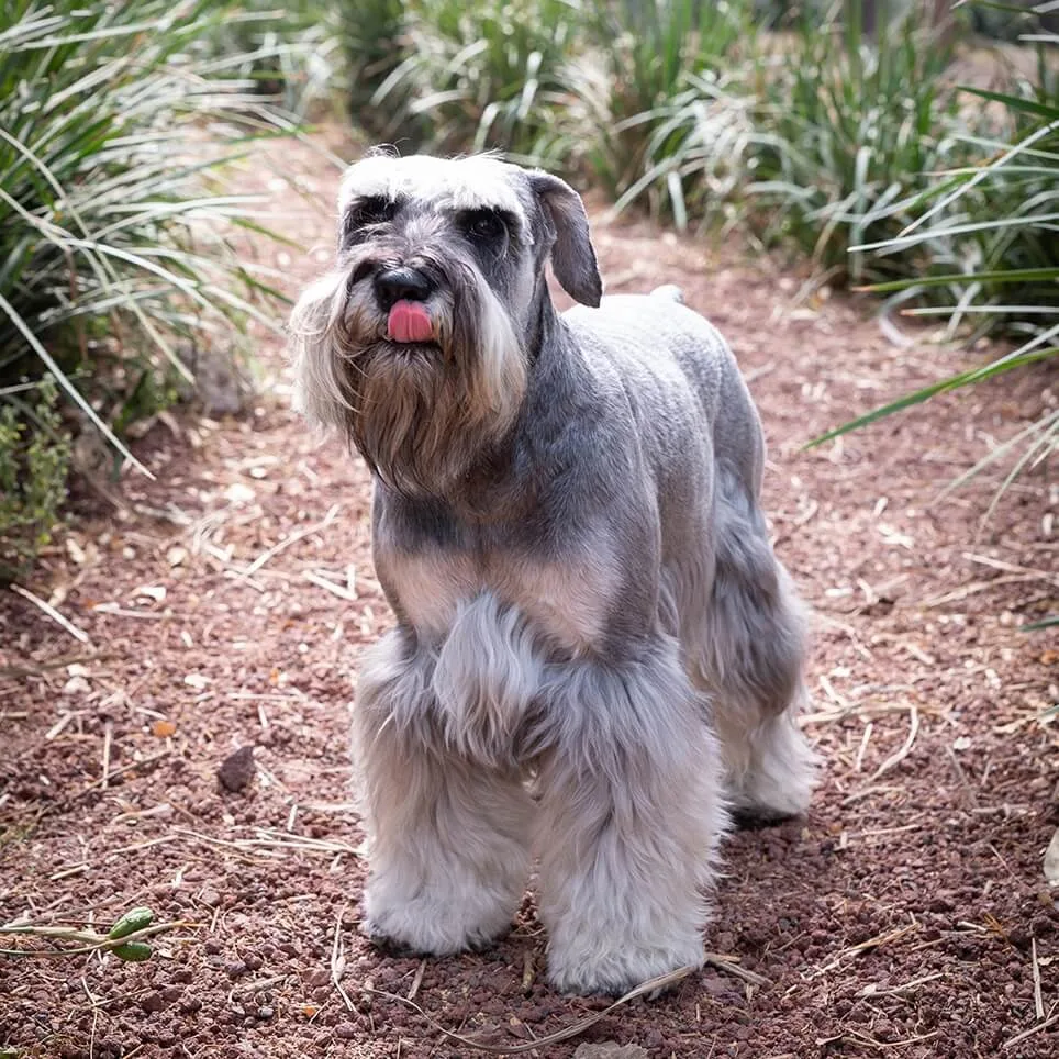Sesión de mascota en Parque Hundido
