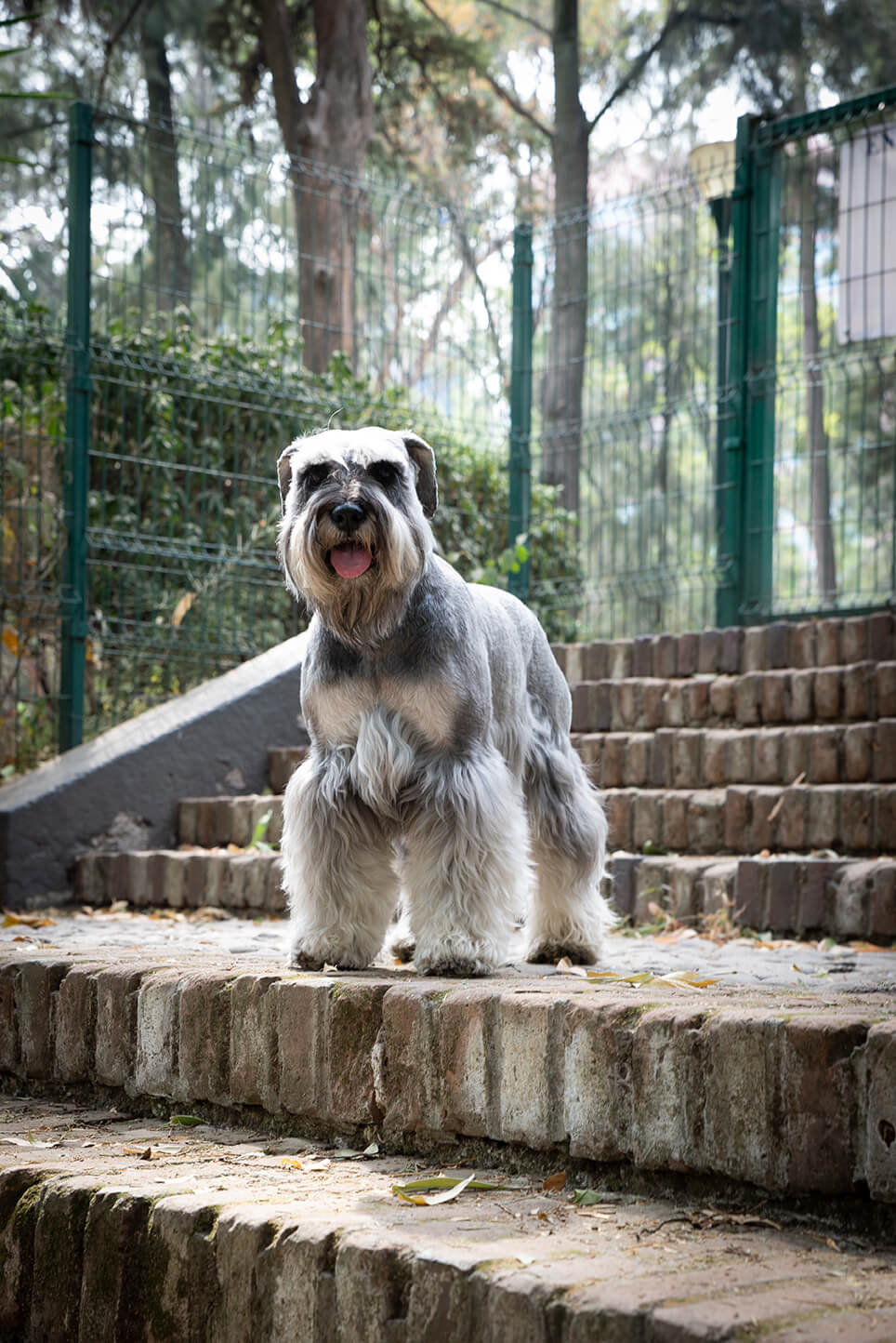 Sesión de mascota en Parque Hundido Sesión de mascota en Parque Hundido