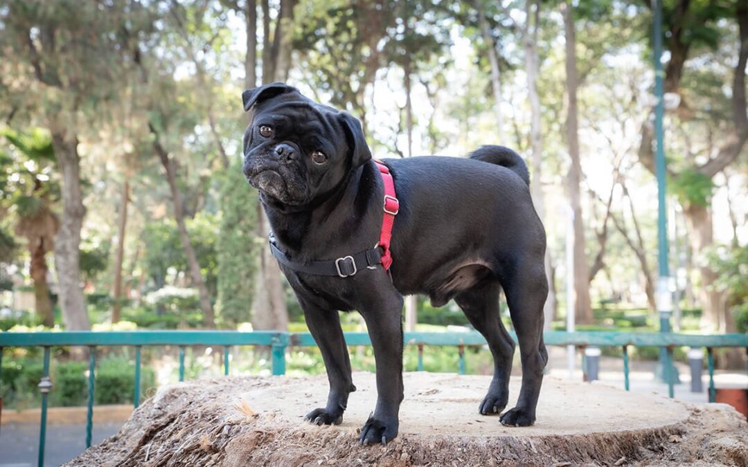 ¿Qué accesorios son imprescindibles para una sesión de fotos de mascotas?