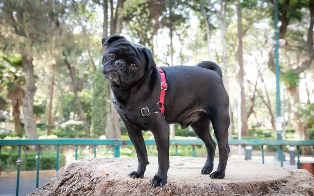 ¿Qué accesorios son imprescindibles para una sesión de fotos de mascotas?