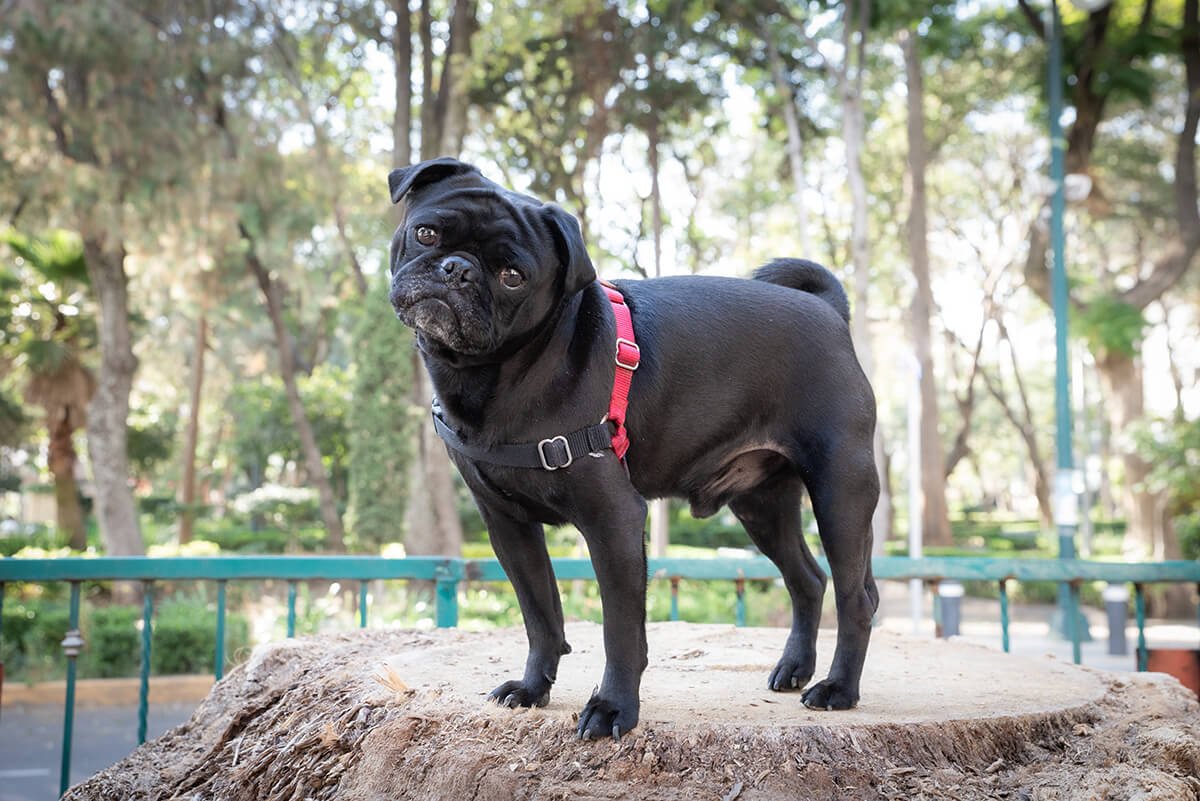 accesorios para sesión de mascotas