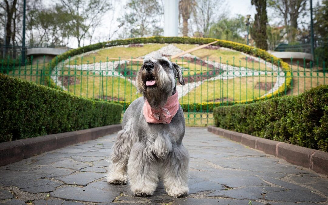 Desde la planificación hasta la entrega final de fotos de mascotas