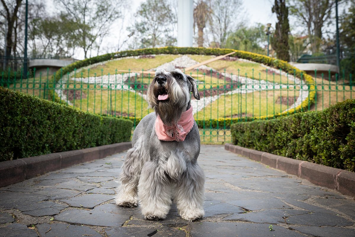 sesión de fotos con su mascota