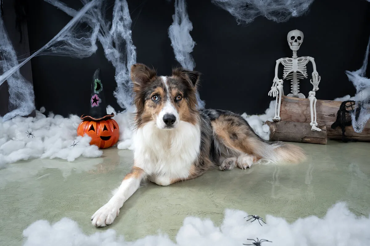 Sesión de fotos de Halloween