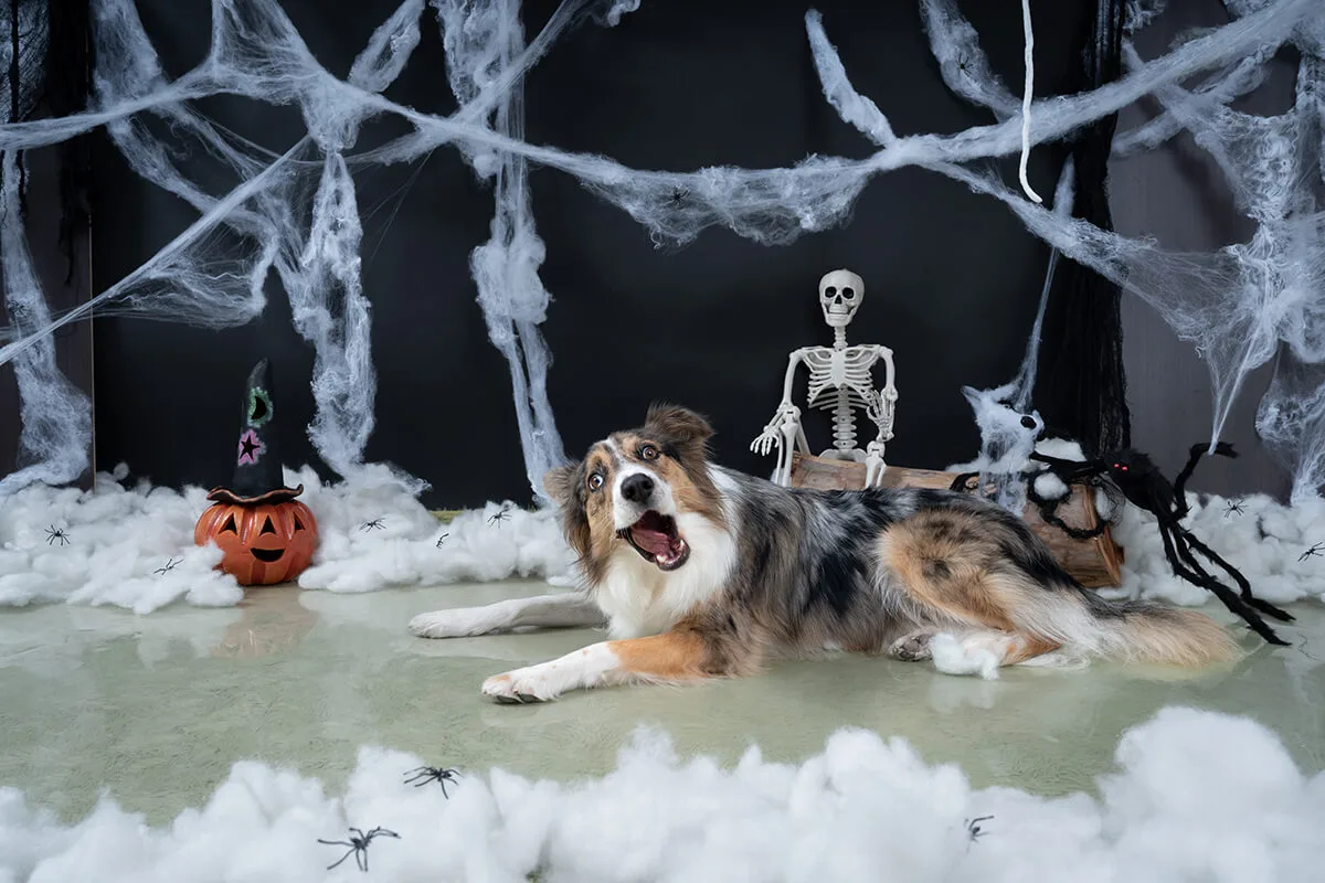 Sesión de fotos en set de Halloween