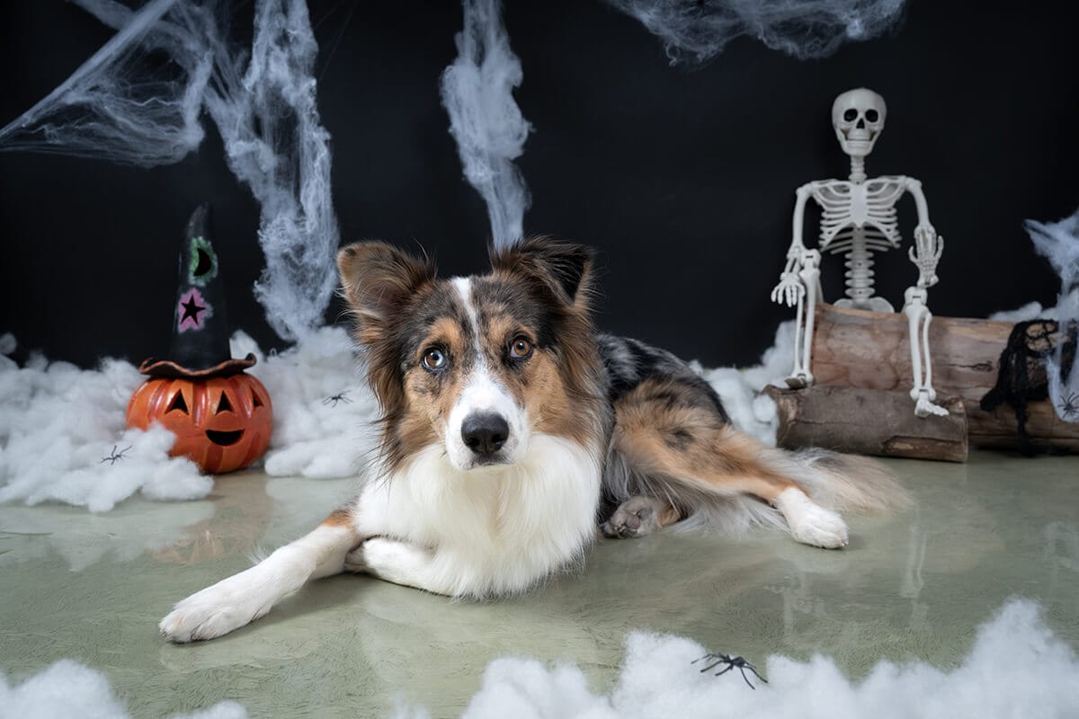 Sesión de fotos de Halloween