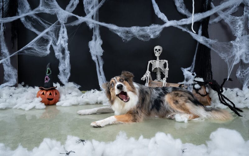 No apto para ARACNÓFÓBICOS: Sesión de fotos de Halloween 2025 🕷️