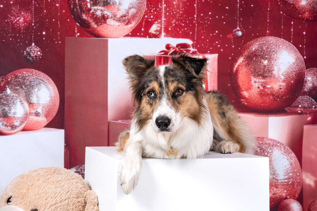 Set de fotos navideño