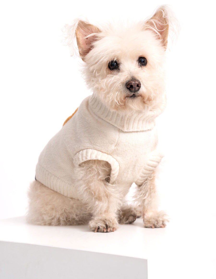 Fotos de mascota en cdmx