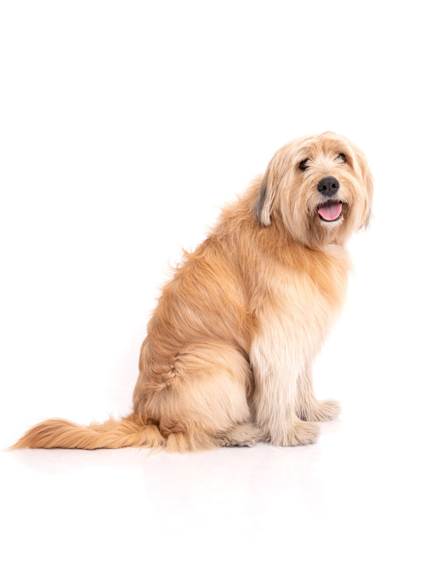 Fotos en estudio con mascota en cdmx