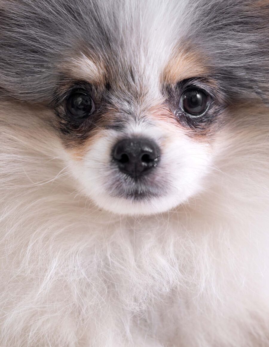 Retrato de mascota en cdmx