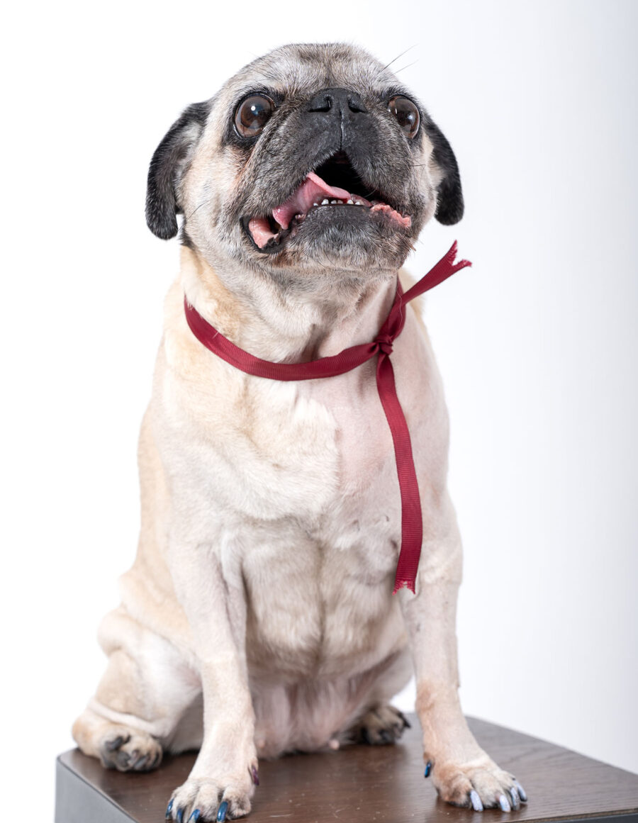 Retrato de mascotas en cdmx