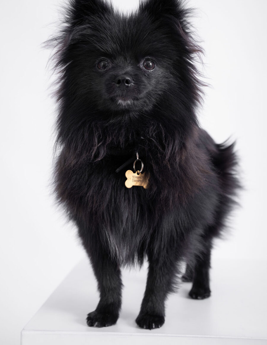 Sesión de mascotas en estudio