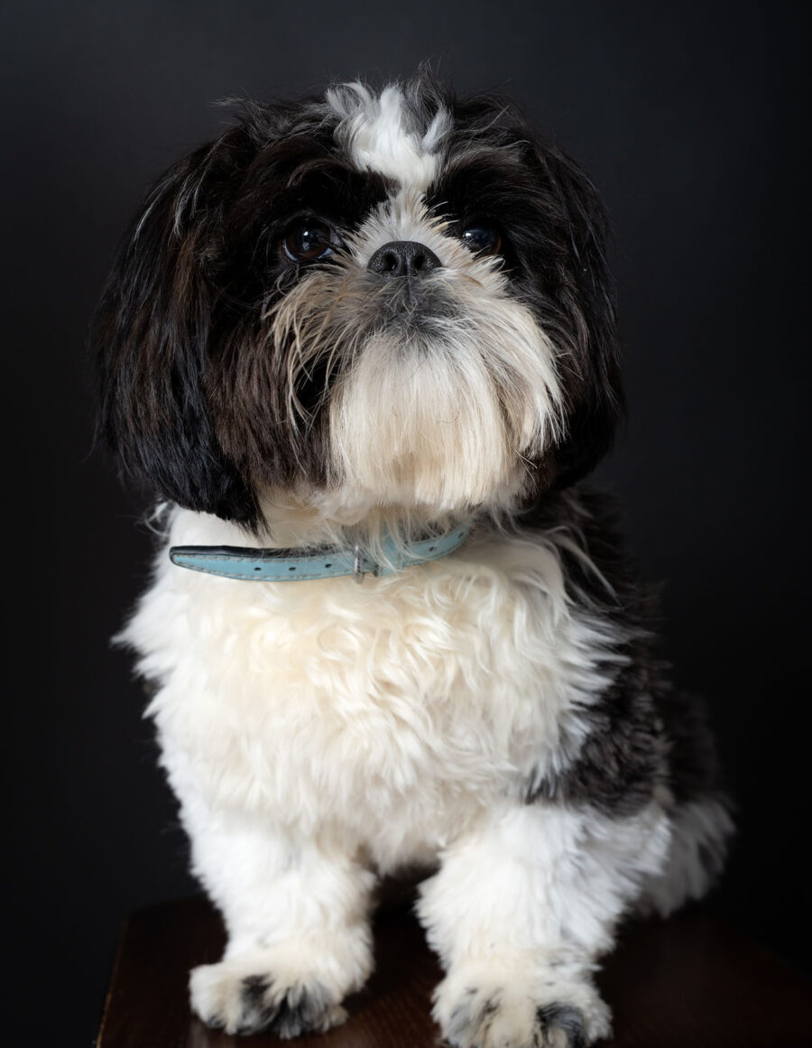 Sesión en estudio con fondo negro para mascotas