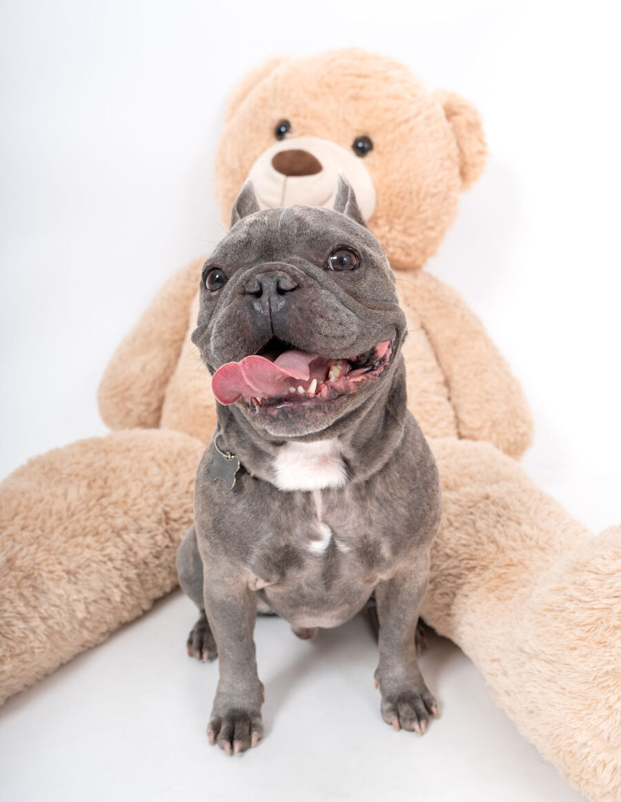 Sesión en estudio con mascotas en cdmx