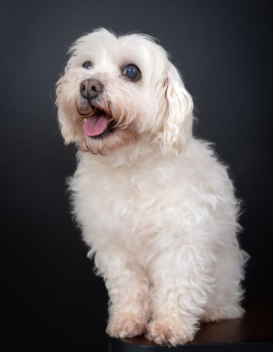 Sesión de fotos de mascota en fondo negro