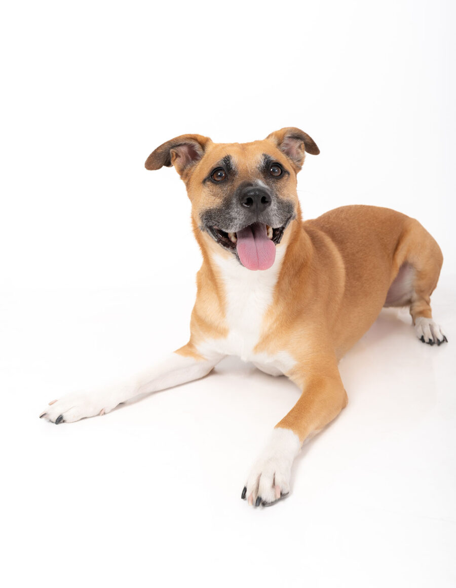 Sesión fotográfica de mascota en cdmx