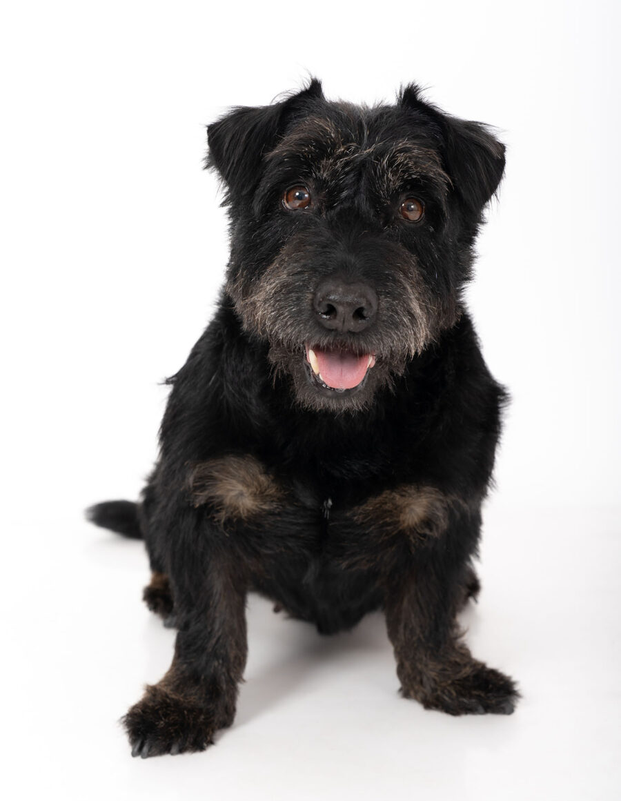 Sesión de fotos de mascota