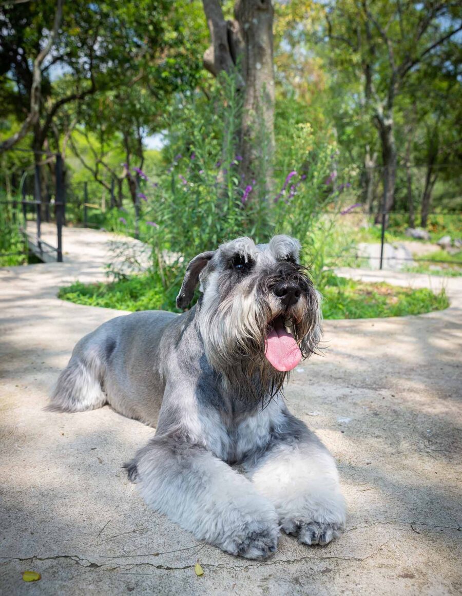 Sesión de fotos de mascota en exterior en cdmx