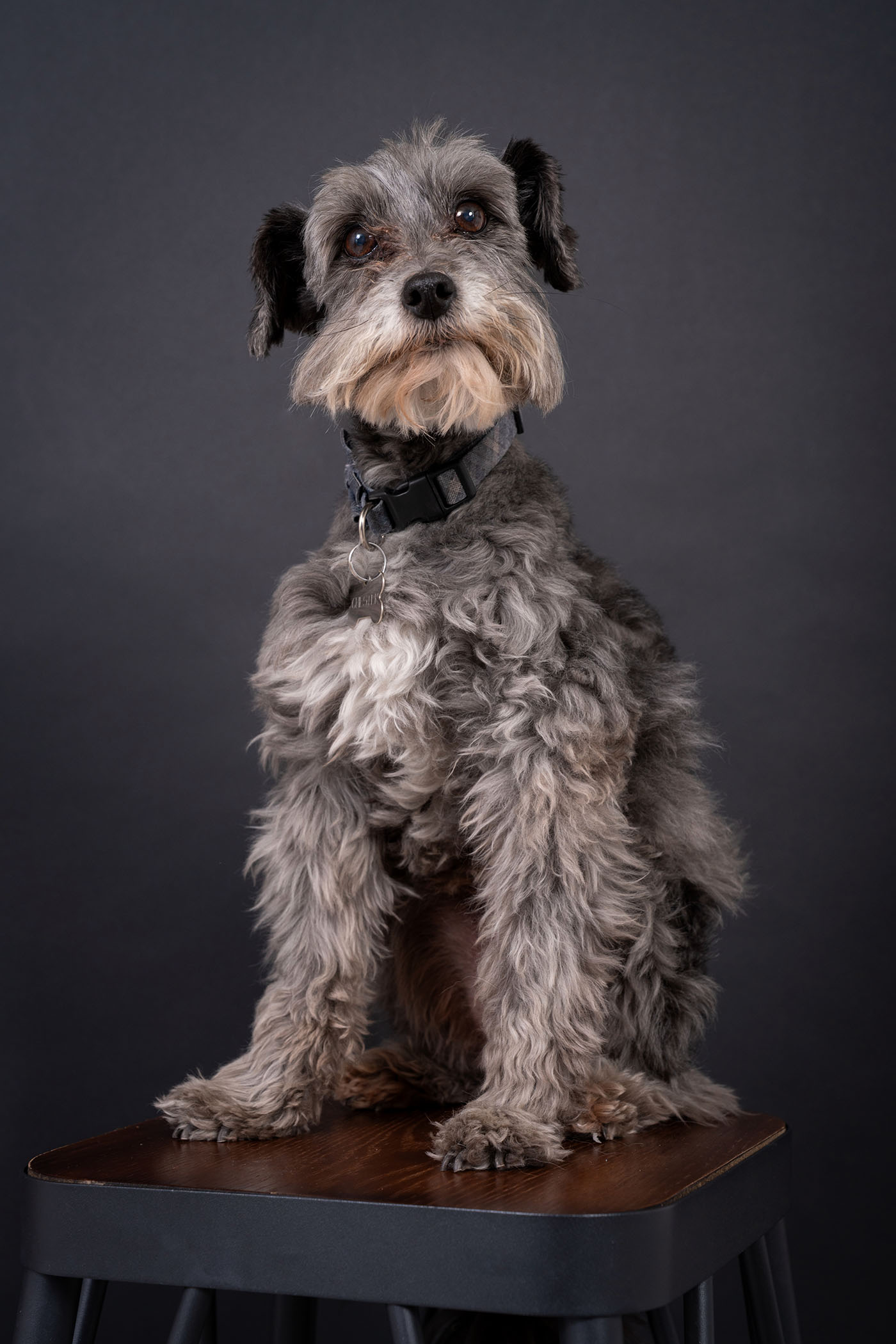 Sesión de perrito sobre fondo negro Sesión de perrito sobre fondo negro